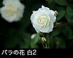 r6l-8447 バラの花