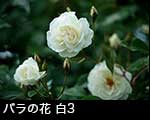 r6-8478　バラの花　白色