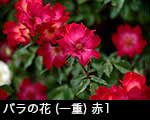 r6-8498　バラ一重咲き（深紅）