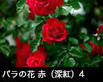 r6-8499　バラの花　赤（深紅