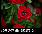 r6-8514　バラの花　赤（深紅