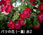 r6-8838　バラ一重咲き（深紅）