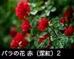 r6-8545　　バラの花　赤（深紅）