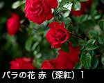 r6-8551　バラの花　赤（深紅）