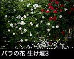 r6-8571　バラの花 生垣 赤と白