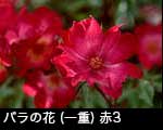 r6-8574　バラ一重咲き（深紅）