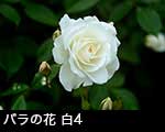 r6-8583　　バラの花　白色