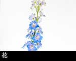 r6-8734　 青い花