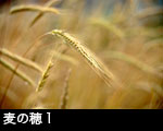 r6-8736　麦の穂