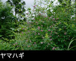ヤマハギの花 秋の山野草 フリー写真素材