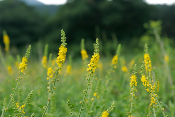 キンミズヒキ 秋の山野草 黄色の花 草丈は30～80センチ　フリー写真素材 画像2