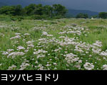 高原に群生するヨツバヒヨドリの花 フリー写真素材