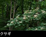 クサギ 花期7月8月9月 森林山野 木の花 無料写真素材