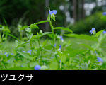 山野草 青い花 7月8月「ツユクサ」フリー写真素材