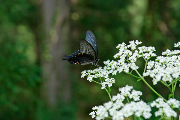 アゲハ蝶とオトコエシの花　 秋の山野草 　無料写真素材　画像3