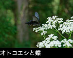 蝶々（アゲハ蝶）無料写真素材フリー  オトコエシの 花