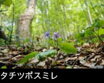 春の山野草 すみれの花（タチツボスミレ）無料写真素材、画像