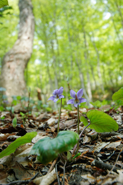 スミレの花 花言葉は小さな幸せ 画像3 フリー写真素材 花ざかりの森