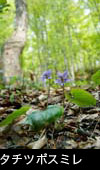 タチツボスミレ、 春の山野草、花言葉は小さな幸せ、無料写真素材