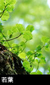 無料写真素材 ストックフォト 若葉の森林 若葉と水滴