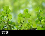 無料写真素材 若葉の森林 若葉と水滴