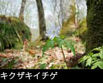 春の山野草キクザキイチゲ、フリー写真素材