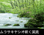 ムラサキヤシオ咲く渓流