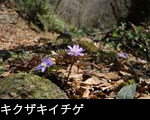  俳句、春の花キクザキイチゲ、無料写真素材