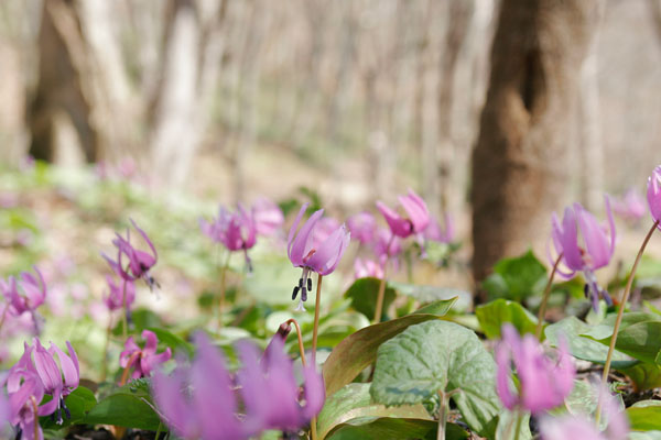 山野草　カタクリの花　早春　ピンク色の花　画像1　無料写真素材フリー
