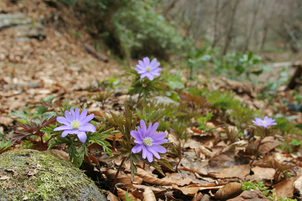 早春　紫の花　キクザキイチゲ　画像3　無料写真素材