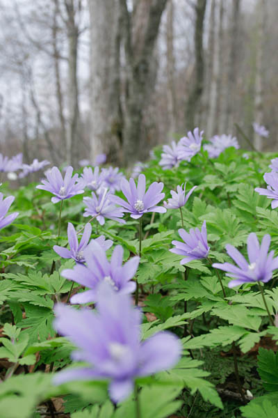 キクザキイチリンソウ　春植物　 画像6　無料写真素材