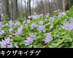 春の山野草 キクザキイチゲ、無料ストックフォト画像