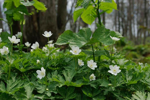 ニリンソウ 草春の森林山野に咲く白い草花 画像2 無料写真素材 花ざかりの森
