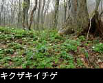春の森林に咲くキクザキイチゲ、フリー写真素材