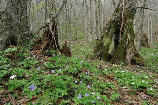 春の森林に咲くキクザキイチゲ　画像6　無料写真素材 