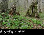春の森林に咲くキクザキイチゲ、フリー素材