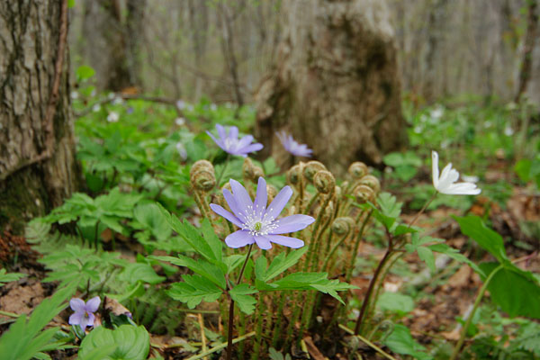 キクザキイチゲ　春の山野草 森林 山地 薄紫色の花　画像7　無料写真素材