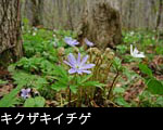 春の森林に咲くキクザキイチゲ、フリー写真素材