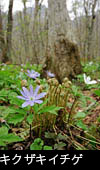 春の森林に咲くキクザキイチゲ、フリー写真素材 縦の写真