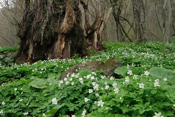 巨木 森で咲く春の山野草 ニリンソウ 白い花 群落 フリー写真素材 無料 画像3 花ざかりの森