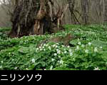  巨木の森に咲く春の山野草「ニリンソウ」無料写真素材