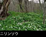  ニリンソウ花の群落、フリー写真素材ストックフォト