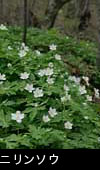 無料写真素材「ニリンソウ」の花が咲く春の森林