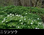 早春の森に咲く「ニリンソウ」の花無料写真素材ストックフォト