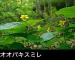 「オオバキスミレ」森に咲く黄色い小さな花 フリー素材