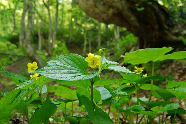 初夏の森林に咲く花 画像 写真 オバキスミレ 無料写真素材　画像4