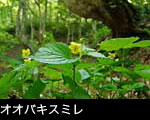初夏の森林に咲く花 画像 写真 オバキスミレ