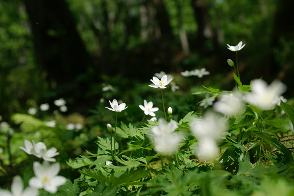 森に咲く花 ニリンソウ 花言葉は 友情 協力 画像9 フリー写真素材 花ざかりの森
