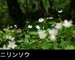 森に咲く花「ニリンソウ」花言葉は「友情、協力」無料写真素材