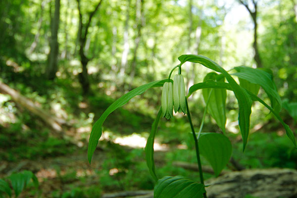 4月5月に森林に咲く白い山野草 ホウチャクソウ　フリー写真素材　画像2　